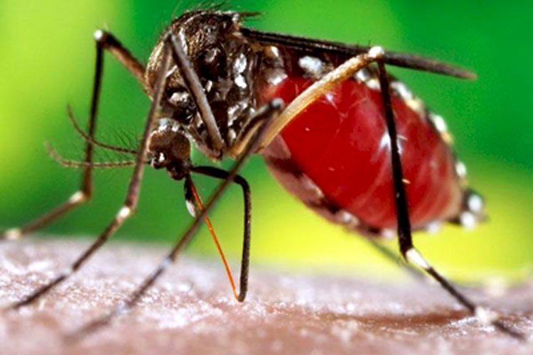 ডেঙ্গুতে আক্রান্ত হয়ে আরও ২১৭ জন হাসপাতালে ভর্তি