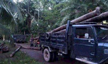 বনবিভাগকে ম্যানেজ করে কাঠ পাচারকারী সিন্ডিকেট পাচার করছে বনের মূল্যবান গাছ