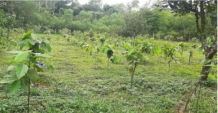 নারায়নহাট বিটে সুফল প্রকল্প