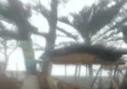 ঘূর্ণিঝড় মোখা :সেন্টমার্টিনে প্রচণ্ড বেগে বাতাস