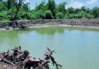 মহিপুর রেঞ্জ কর্মকর্তার যোগসাজশে গঙ্গামতি সংরক্ষিত বনাঞ্চলের বিভিন্ন প্রজাতির হাজার হাজার গাছ কেটে মাটি উত্তোলন করছে একটি চক্র