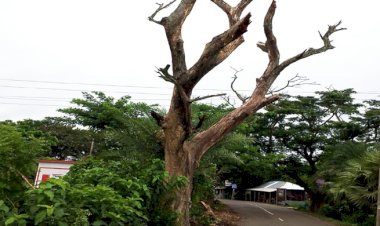 গোপালগঞ্জের উলপুর-নিজড়া সড়কের মরা গাছ এখন মরণ ফাঁদ 