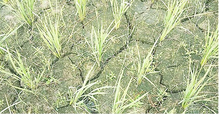 কৃষিতে জলবায়ু পরিবর্তনের প্রভাব: বাংলার মাঠে-ঘাটে অনিশ্চয়তার ছায়া