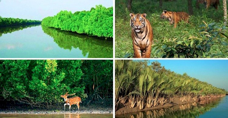 সুন্দরবন বাংলাদেশের প্রাকৃতিক রক্ষাকবচ