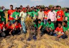 শিবগঞ্জে স্বেচ্ছাশ্রমে ধান কাটার কর্মসূচি