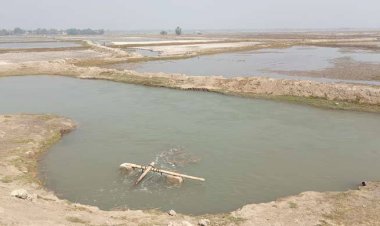 লোনা পানির আগ্রাসনে হুমকির মুখে উপকূলীয় ধান চাষ