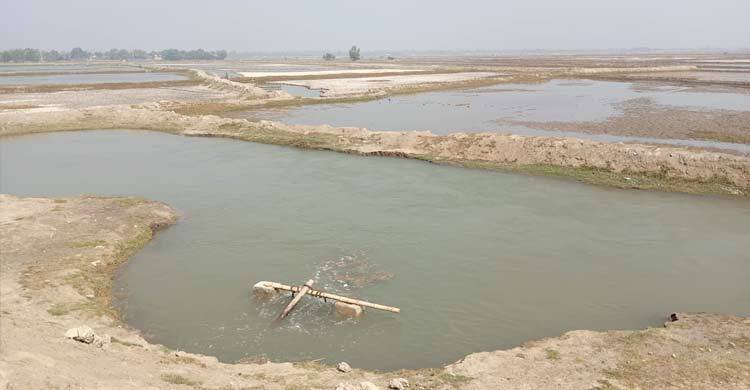 লোনা পানির আগ্রাসনে হুমকির মুখে উপকূলীয় ধান চাষ